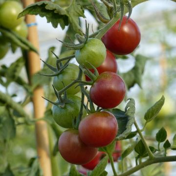 Pomodoro a colore scuro Black Cherry