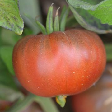 Pomodoro a colore scuro Black Sea Man