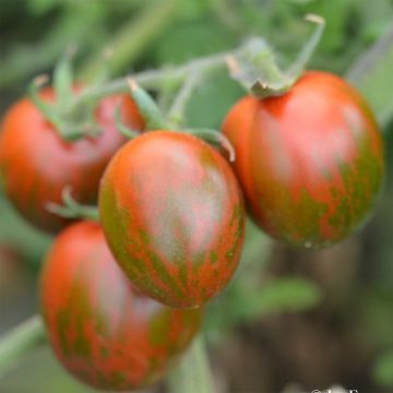 Pomodoro a colore scuro Black Zebra Cocktail