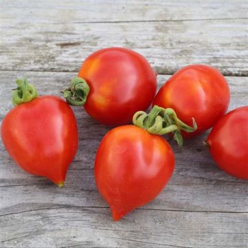 Pomodoro tondo liscio Borgo Celano