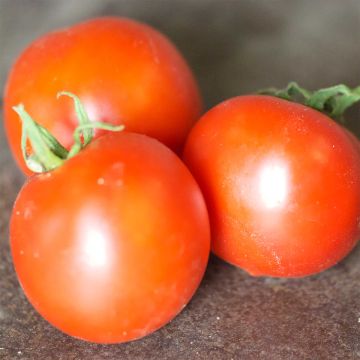 Pomodoro Budaï Torpe