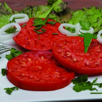 Pomodoro cuore di bue/Beefsteak Buffalo Steak F1 (piante)