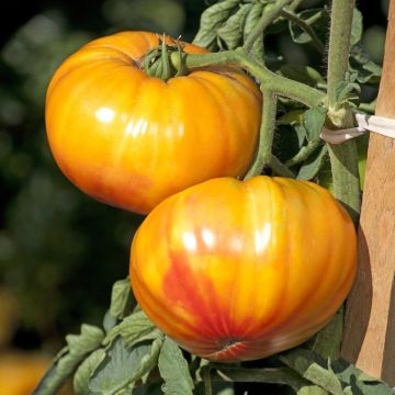 Pomodoro cuore di bue/Beefsteak Buffalo Sun