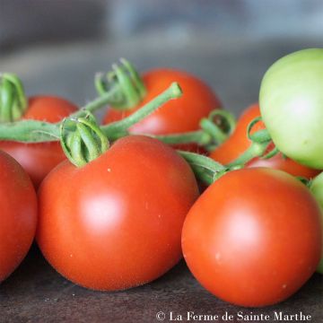 Pomodoro ciliegino/datterino Casaque Rouge