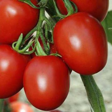 Pomodoro ciliegino/datterino Cencara F1