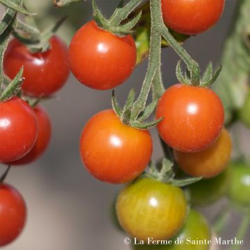 Pomodoro ciliegino/datterino Cerisette Lylia