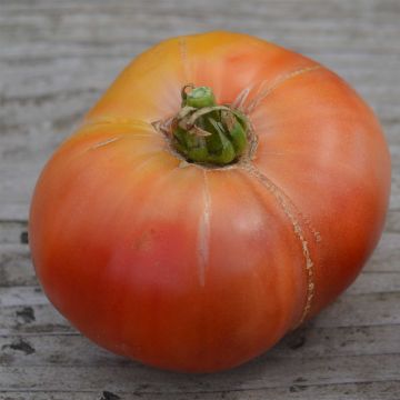 Pomodoro a colore scuro Cherokee Purple