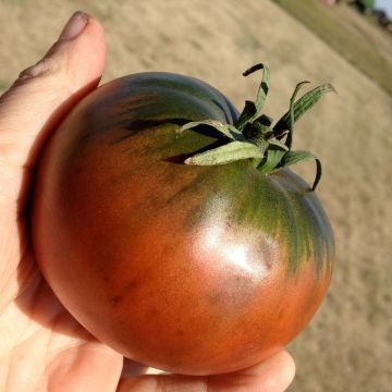 Pomodoro cuore di bue/Beefsteak Cherokee Purple (piante)