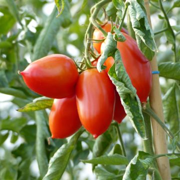 Pomodoro a forma allungata Colibri F1