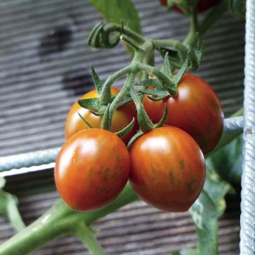 Pomodoro ciliegino/datterino Cookie F1 (piante innestate)