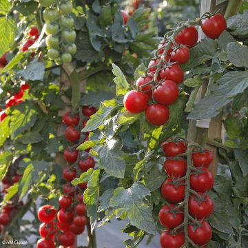 Pomodoro ciliegino/datterino Crokini F1