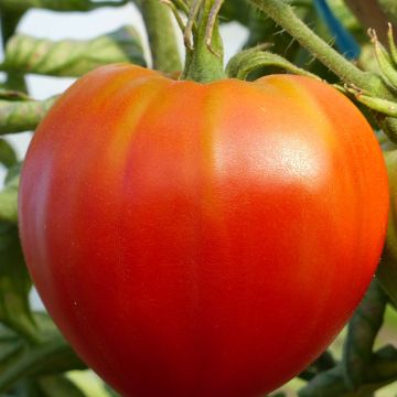 Pomodoro cuore di bue/Beefsteak Cuor Di Bue Bio