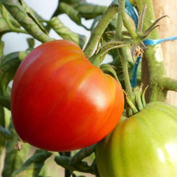 Pomodoro cuore di bue/Beefsteak Cuor di Bue Bio (piante)