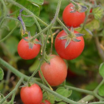 Pomodoro Ditmarscher Suspension Rose