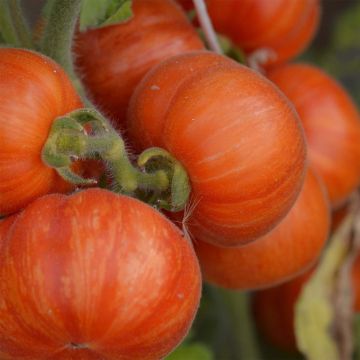 Pomodoro Elberta Peach