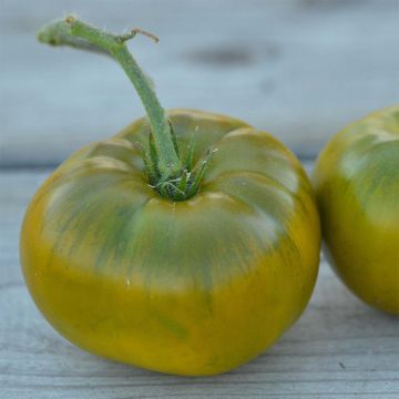 Pomodoro verde Emerald Evergreen