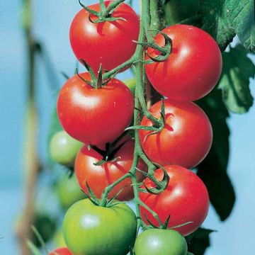 Pomodoro tondo liscio Fantasio F1