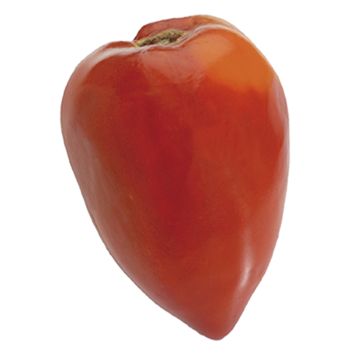 Pomodoro cuore di bue/Beefsteak Fleurette F1 (piante innestate)