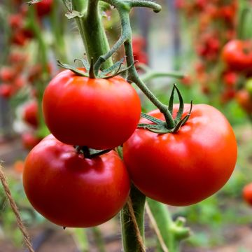 Pomodoro tondo liscio Fournaise Bio (semi)