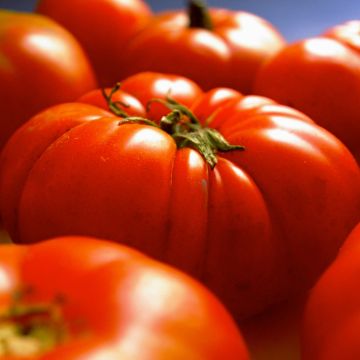 Pomodoro cuore di bue/Beefsteak Gigantomo F1