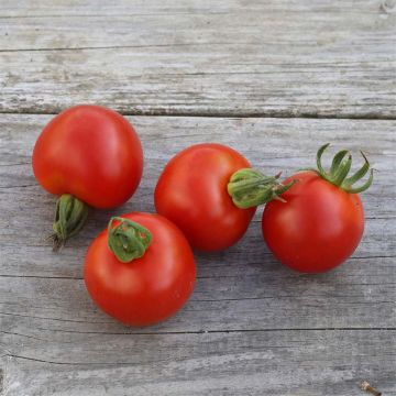 Pomodoro Gloria di Versailles