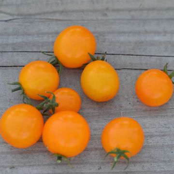 Pomodoro ciliegino/datterino Gold Nugget Bio - Ferme de Sainte Marthe