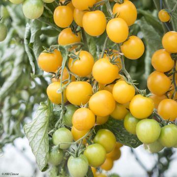 Pomodoro ciliegino/datterino Goldwin F1