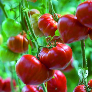 Pomodoro cuore di bue/Beefsteak Gourmandia