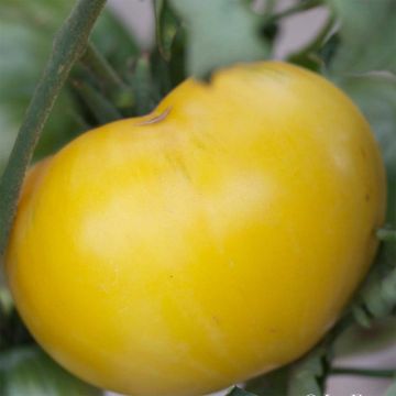 Pomodoro cuore di bue/Beefsteak Great White Beefsteak