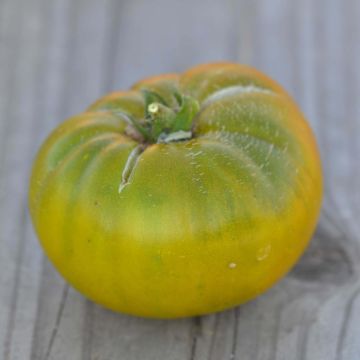 Pomodoro verde Green Moldovan