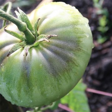 Pomodoro verde Green Pineapple