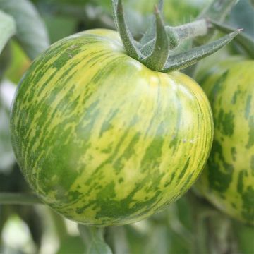 Pomodoro verde Green Zebra Bio - Ferme de Sainte Marthe