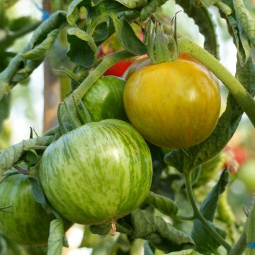 Pomodoro Variegato/Multicolore Green Zebra (piante)