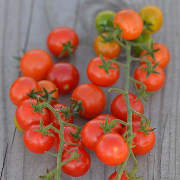 Pomodoro Ribes rosso