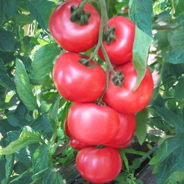 Pomodoro cuore di bue/Beefsteak Honey Moon F1 (piante)