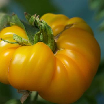 Pomodoro Giallo Saint Vincent