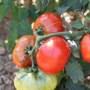 Pomodoro Joie de la table