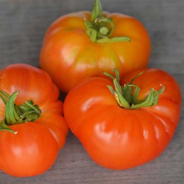 Pomodoro Joyau d'Oaxaca