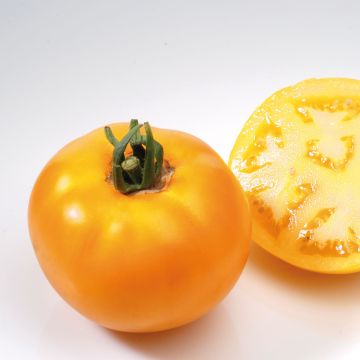 Pomodoro Variegato/Multicolore Lemon Boy F1 (piante)