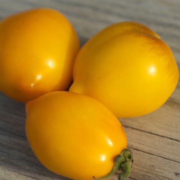 Pomodoro Lemon Tree