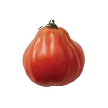 Pomodoro cuore di bue/Beefsteak Liguria