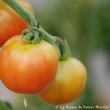 Pomodoro Madagascar