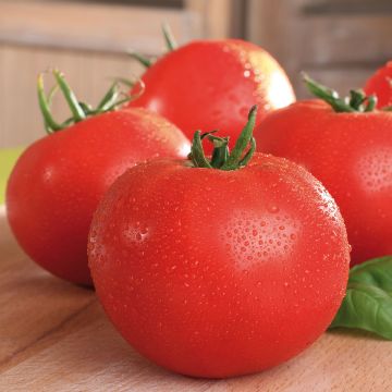 Pomodoro tondo liscio Maestria (piante)