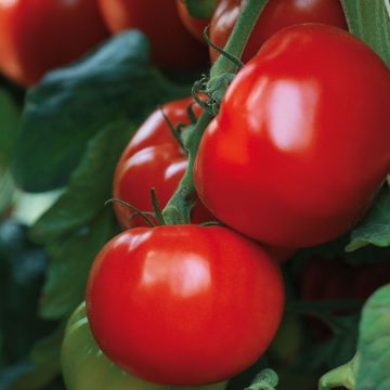 Pomodoro tondo liscio Maestria (piante innestate)