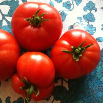 Pomodoro costoluto Marmande (piante)