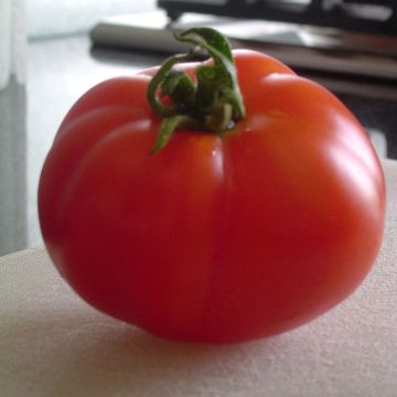 Pomodoro costoluto Marmande Bio