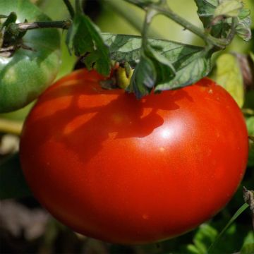 Pomodoro tondo liscio Merveille des Marchés Bio - Ferme de Sainte Marthe