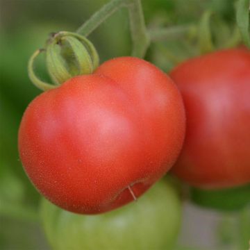 Pomodoro Mikado Violetor