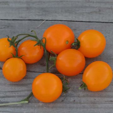 Pomodoro ciliegino/datterino Mini Orange