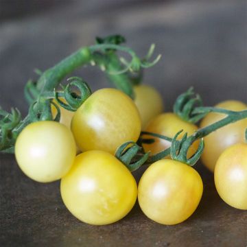 Pomodoro tondo Mirabelle blanche Bio - Ferme de Sainte Marthe